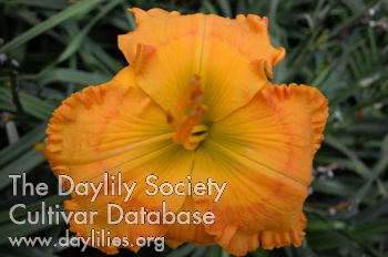 Daylily Hanne's Electric Orange